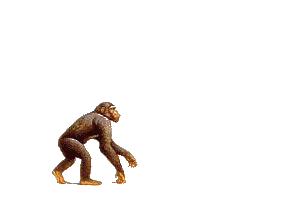 evolution de l'homme